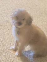 Peanut, a male Yorkipoo and Poodle - Toy  for sale in Ava, MO – 3 of 10
