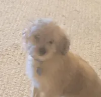 Peanut, a male Yorkipoo and Poodle - Toy  for sale in Ava, MO – 2 of 10