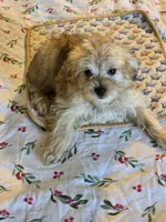 Peanut, a male Yorkipoo and Poodle - Toy  for sale in Ava, MO – 9 of 10