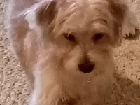 Peanut, a male Yorkipoo and Poodle - Toy  for sale in Ava, MO – 9 of 9