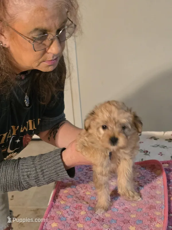 Peanut – Yorkipoo puppy for sale in Ava, MO