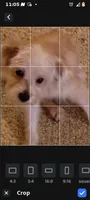 Peanut, a male Yorkipoo and Poodle - Toy  for sale in Ava, MO – 6 of 9