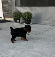 Ollie, a male Poodle - Miniature  for sale in Sullivan, IL – 4 of 5