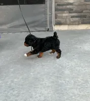 Ollie, a male Poodle - Miniature  for sale in Sullivan, IL – 3 of 5