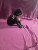 Bella, a female Poodle - Miniature  for sale in Sullivan, IL – 2 of 4