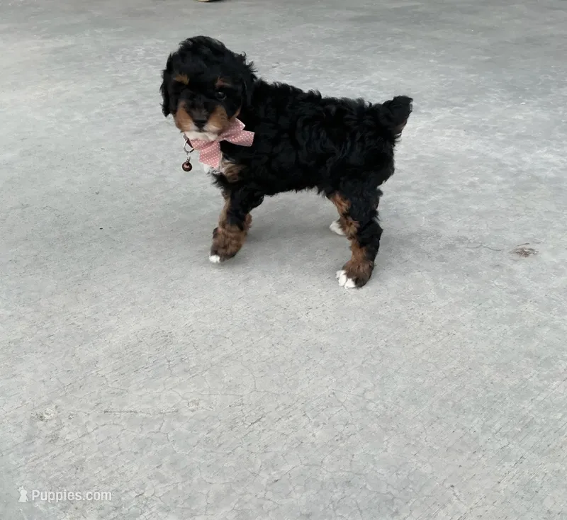 Bella – Poodle - Miniature  puppy for sale in Sullivan, IL