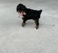 Bella, a female Poodle - Miniature  for sale in Sullivan, IL – 1 of 6
