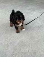 Ollie, a male Poodle - Miniature  for sale in Sullivan, IL – 2 of 5
