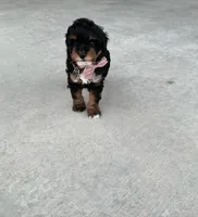 Bella, a female Poodle - Miniature  for sale in Sullivan, IL – 2 of 6