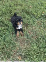 Bella, a female Poodle - Miniature  for sale in Sullivan, IL – 5 of 6