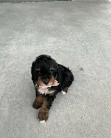 Bella, a female Poodle - Miniature  for sale in Sullivan, IL – 3 of 6