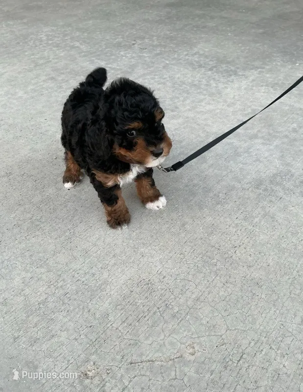 Ollie – Poodle - Miniature  puppy for sale in Sullivan, IL