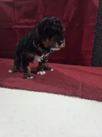 Ollie, a male Poodle - Miniature  for sale in Sullivan, IL – 2 of 3