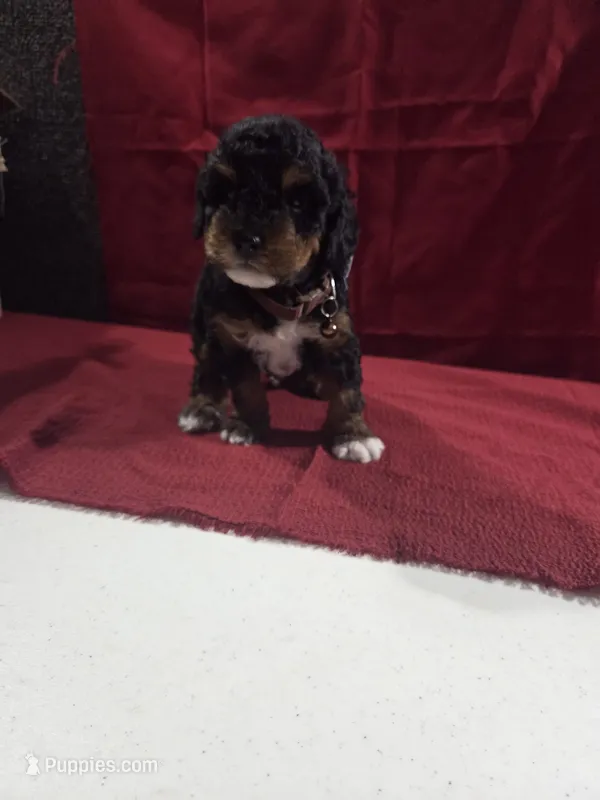 Ollie – Poodle - Miniature  puppy for sale in Sullivan, IL