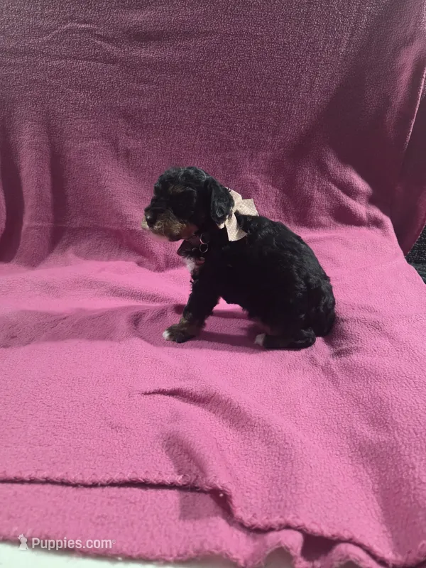 Bella – Poodle - Miniature  puppy for sale in Sullivan, IL