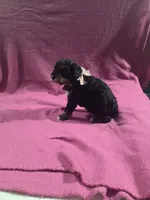 Bella, a female Poodle - Miniature  for sale in Sullivan, IL – 1 of 4