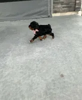 Bella, a female Poodle - Miniature  for sale in Sullivan, IL – 4 of 6