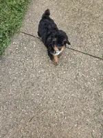 Bella, a female Poodle - Miniature  for sale in Sullivan, IL – 6 of 6