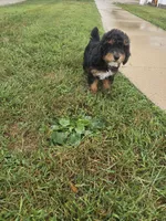 Ollie, a male Poodle - Miniature  for sale in Sullivan, IL – 5 of 5