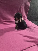 Bella, a female Poodle - Miniature  for sale in Sullivan, IL – 3 of 4
