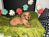 Sophie, a female Miniature Dachshund for sale in Lansing, IA – 4 of 5