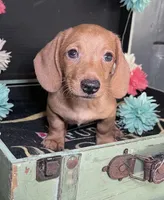 Hadley, a male Miniature Dachshund for sale in Lansing, IA – Photo 3 of 4