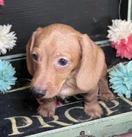 Hadley, a male Miniature Dachshund for sale in Lansing, IA – Photo 1 of 4