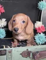 Hadley, a male Miniature Dachshund for sale in Lansing, IA – Photo 4 of 4