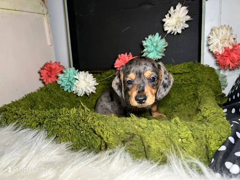 Stella – Miniature Dachshund puppy for sale in Lansing, IA