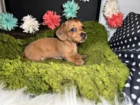 Sophie, a female Miniature Dachshund for sale in Lansing, IA – 2 of 5