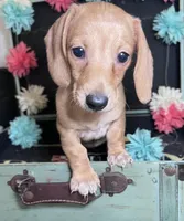 Haley, a female Miniature Dachshund for sale in Lansing, IA – Photo 3 of 4