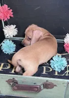 Haley, a female Miniature Dachshund for sale in Lansing, IA – Photo 2 of 4