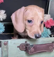 Haley, a female Miniature Dachshund for sale in Lansing, IA – Photo 1 of 4