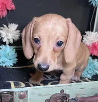 Haley, a female Miniature Dachshund for sale in Lansing, IA – Photo 4 of 4