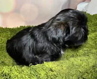 Hazle, a female Shih Tzu for sale in Lansing, IA – 5 of 5