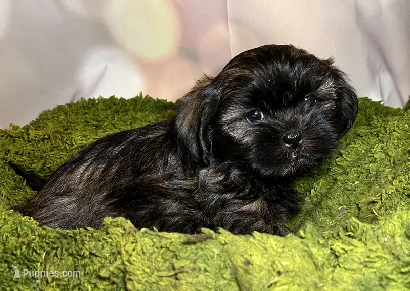 Hannah  – Shih Tzu puppy for sale in Lansing, IA