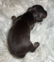 Rocky, a male Miniature Dachshund for sale in Lansing, IA – 2 of 5