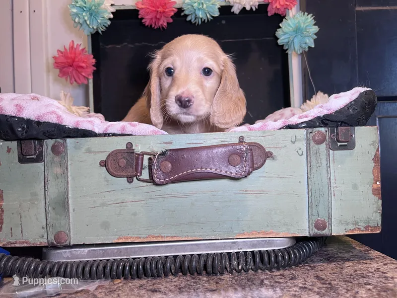 Fergus – Miniature Dachshund puppy for sale in Lansing, IA