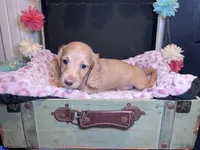 Fergus, a male Miniature Dachshund for sale in Lansing, IA – Photo 2 of 2