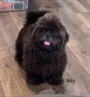 Bean AKC, a male Shih Tzu for sale in Lansing, IA – Photo 1 of 3