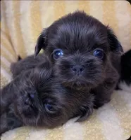 Bean AKC, a male Shih Tzu for sale in Lansing, IA – Photo 2 of 3