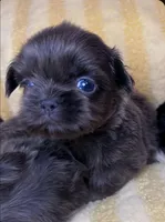 Bean AKC, a male Shih Tzu for sale in Lansing, IA – Photo 3 of 3