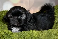 Hank, a male Shih Tzu for sale in Lansing, IA – 2 of 4