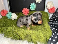 Stella, a female Miniature Dachshund for sale in Lansing, IA – 2 of 5