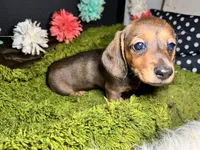 Sadie, a female Miniature Dachshund for sale in Lansing, IA – 4 of 5