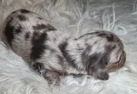 Luna, a female Miniature Dachshund for sale in Lansing, IA – 3 of 5