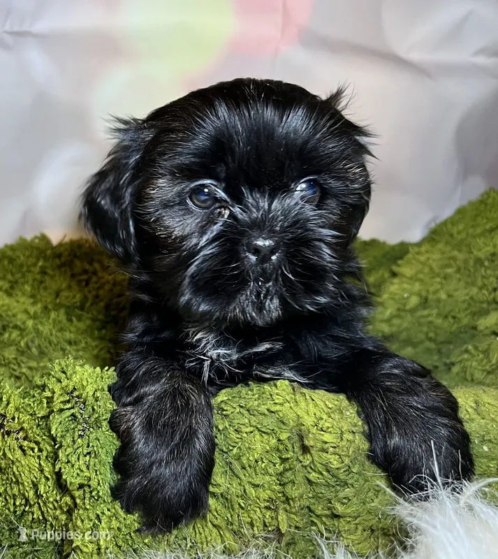 Hazle – Shih Tzu puppy for sale in Lansing, IA