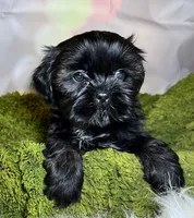 Hazle, a female Shih Tzu for sale in Lansing, IA – 1 of 5