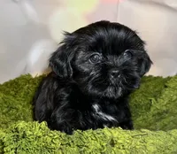 Hazle, a female Shih Tzu for sale in Lansing, IA – 2 of 5