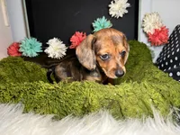 Sally, a female Miniature Dachshund for sale in Lansing, IA – 5 of 5